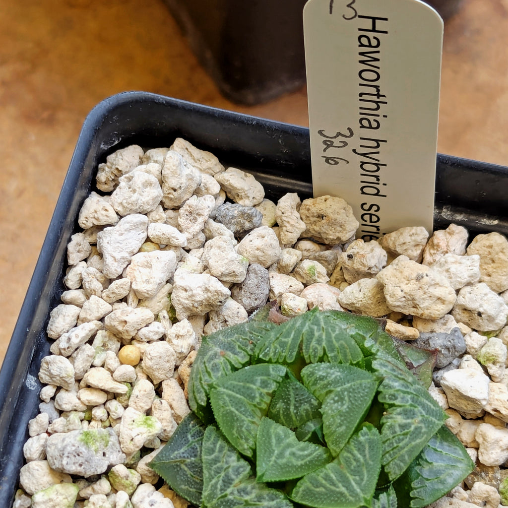 Haworthia PP326 hybrid series #13