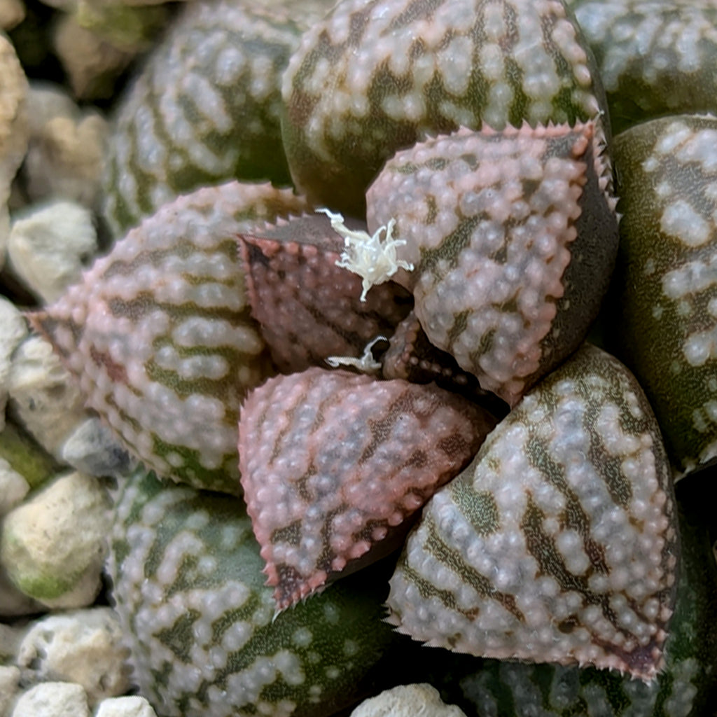 Haworthia PP573 hybrid series #13