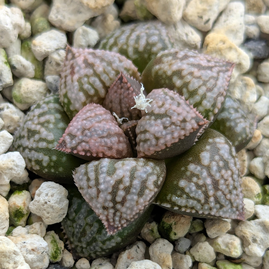 Haworthia PP573 hybrid series #13