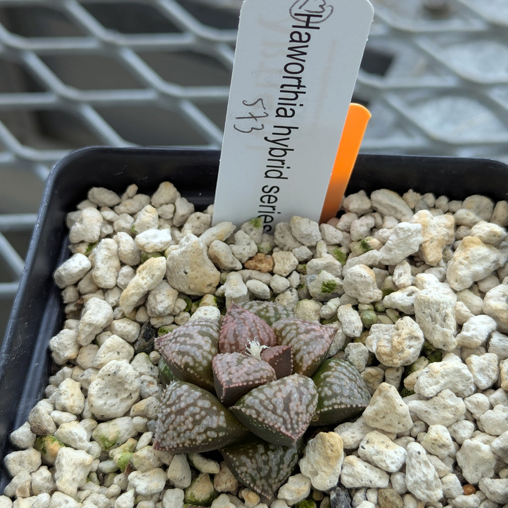 Haworthia PP573 hybrid series #13