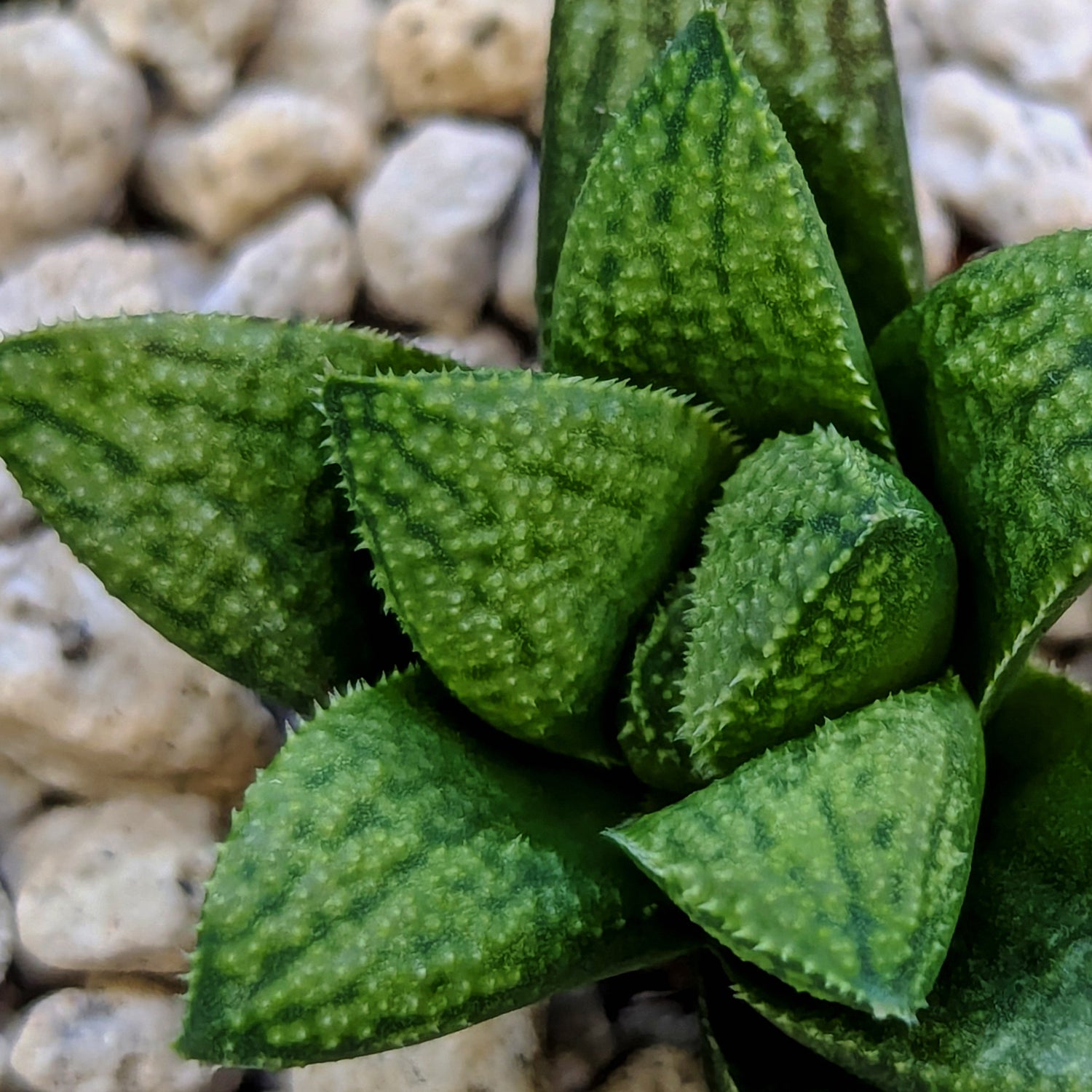 Haworthia PP661 hybrid series #13