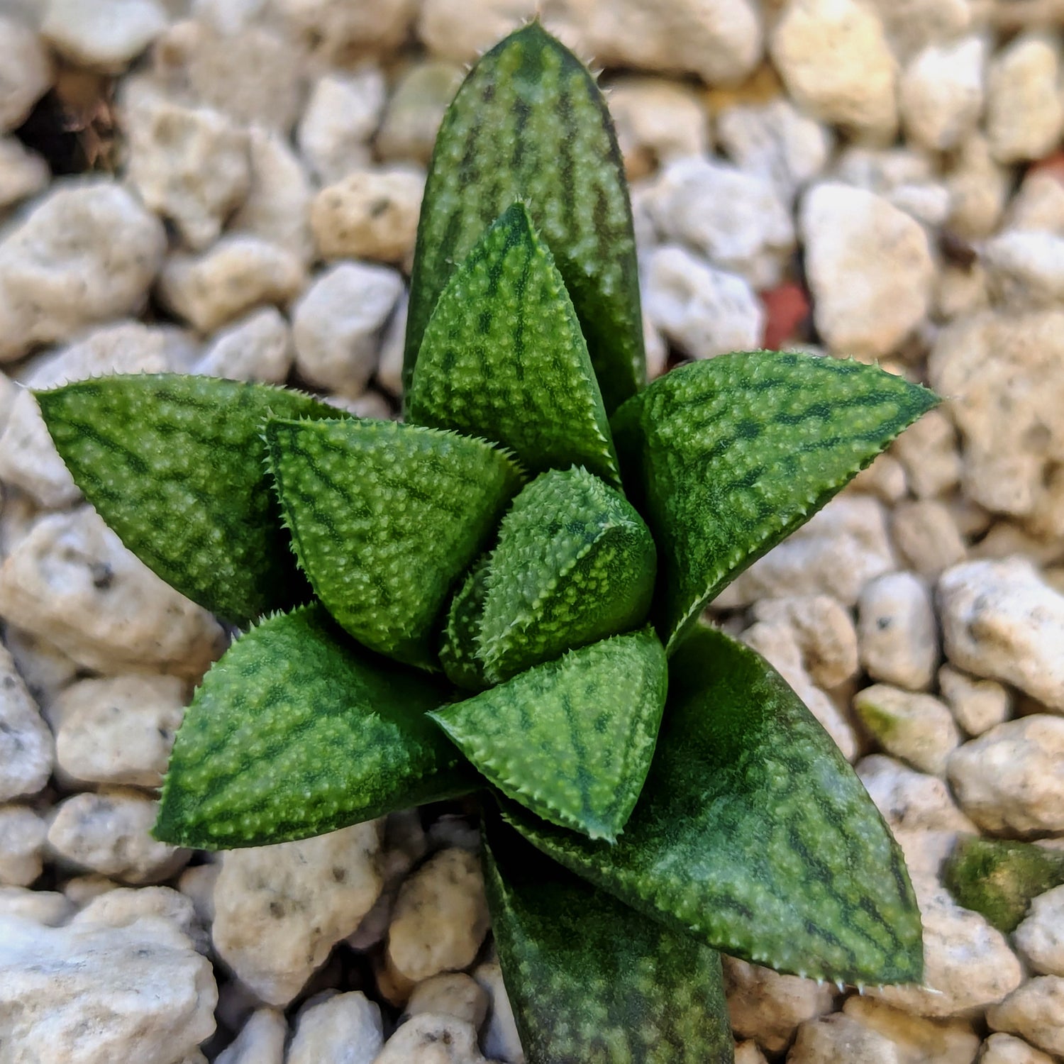 Haworthia PP661 hybrid series #13
