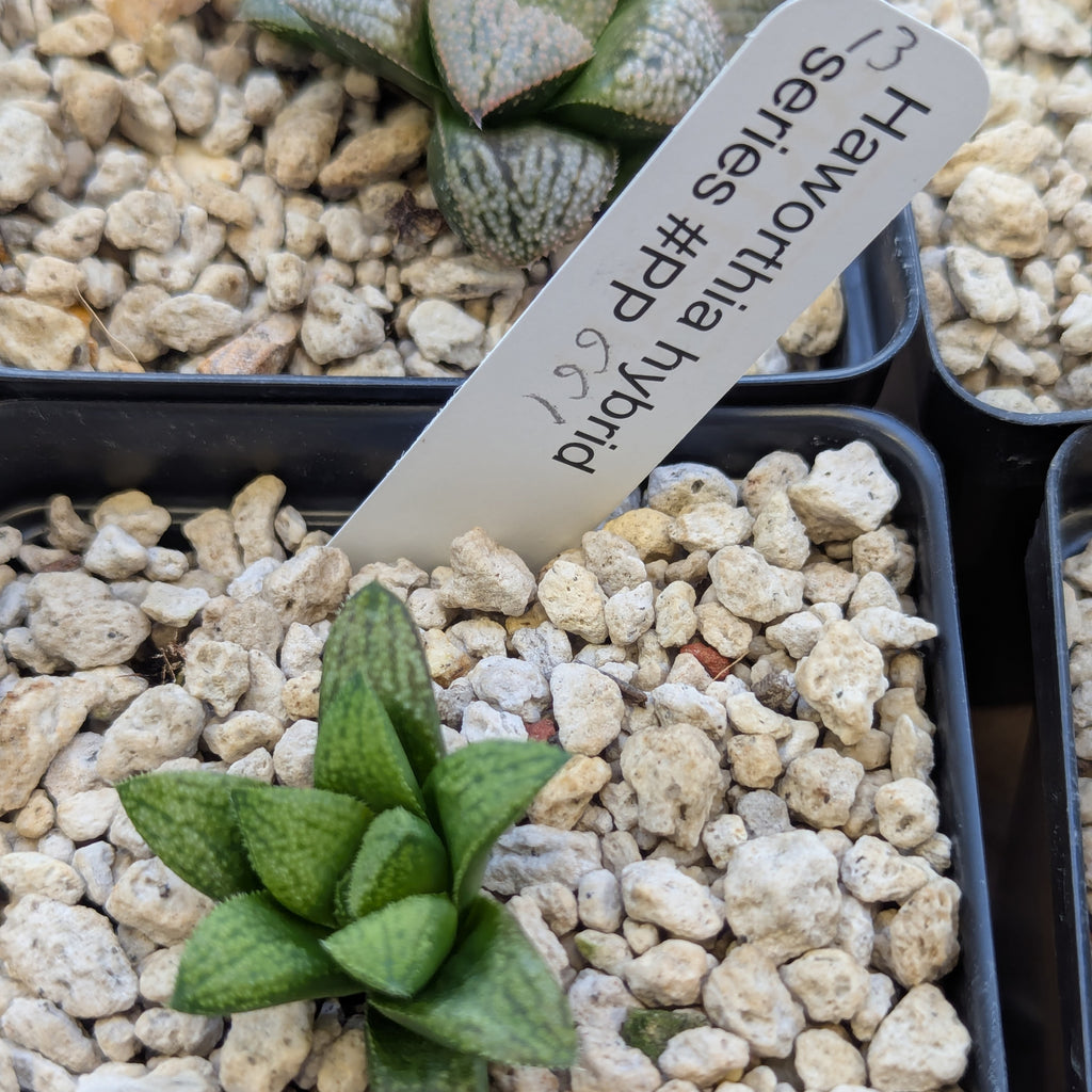 Haworthia PP661 hybrid series #13