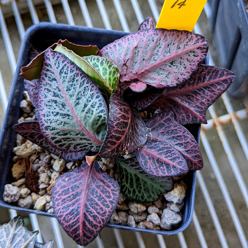 Euphorbia francoisii #14 SOLD OUT