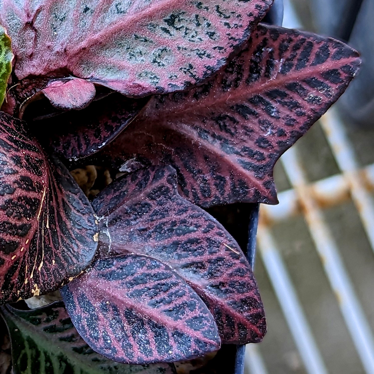 Euphorbia francoisii #14 SOLD OUT