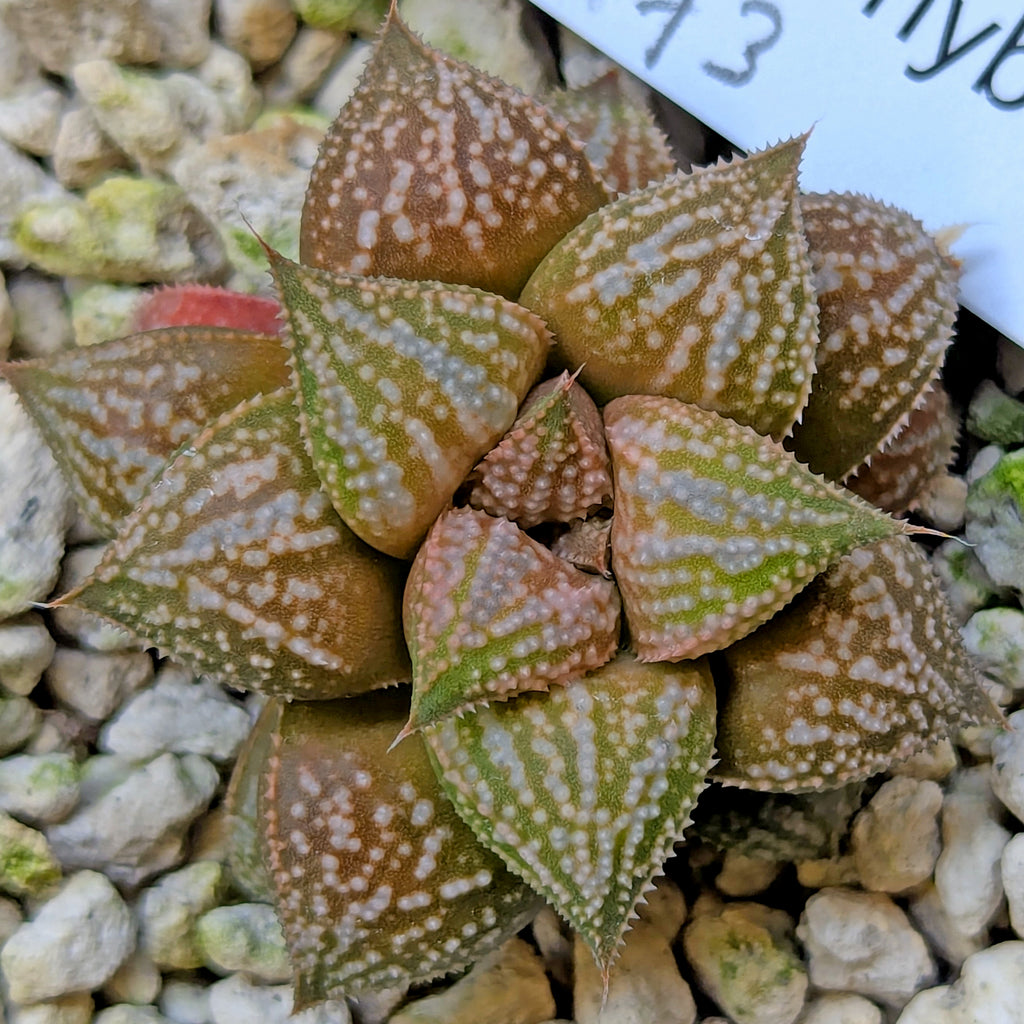 Haworthia hybrid series PP573 #14