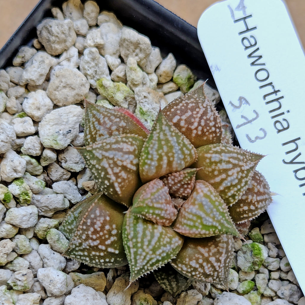 Haworthia hybrid series PP573 #14
