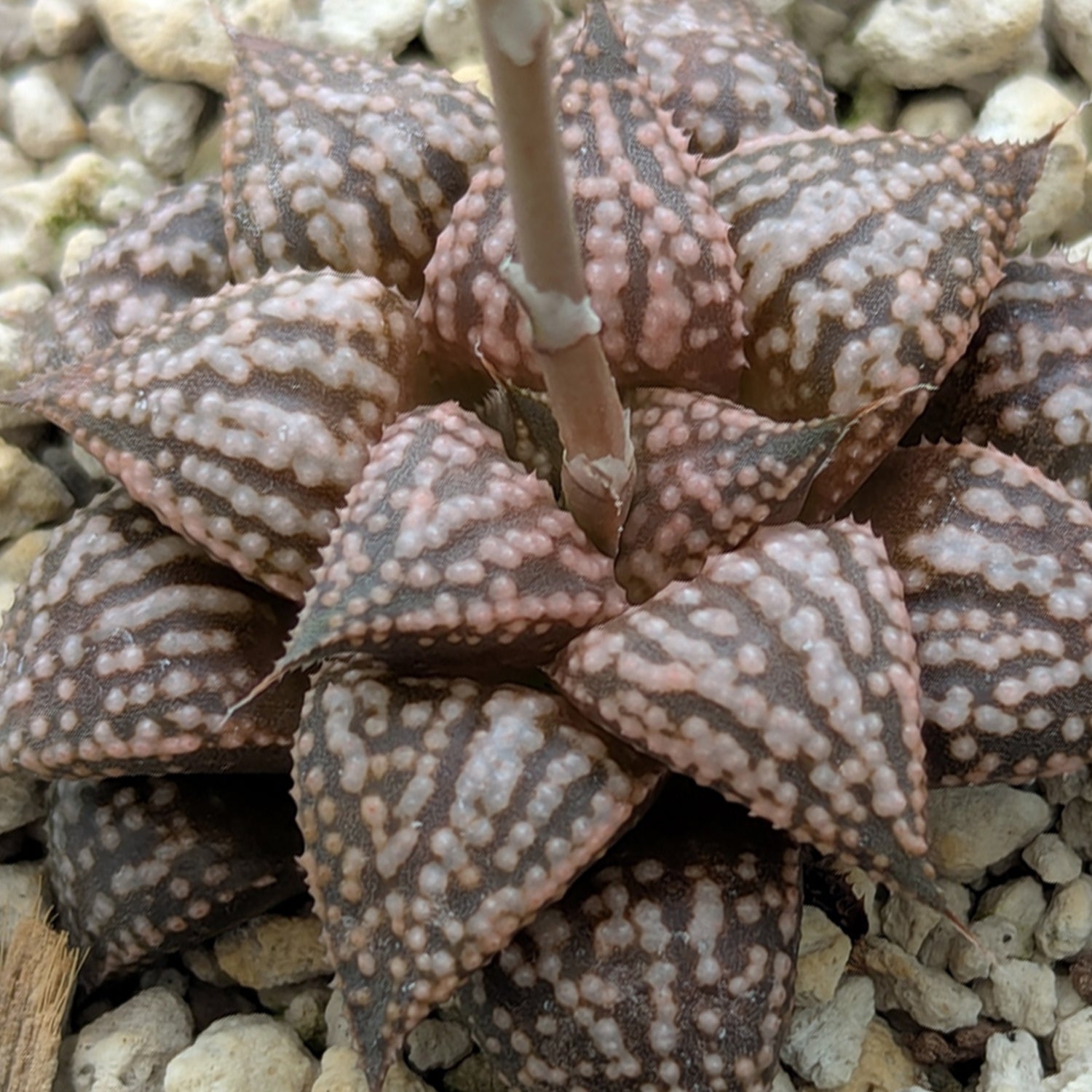 Haworthia PP573 hybrid series #14