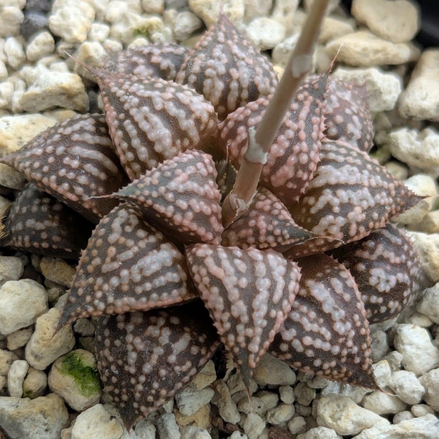Haworthia PP573 hybrid series #14