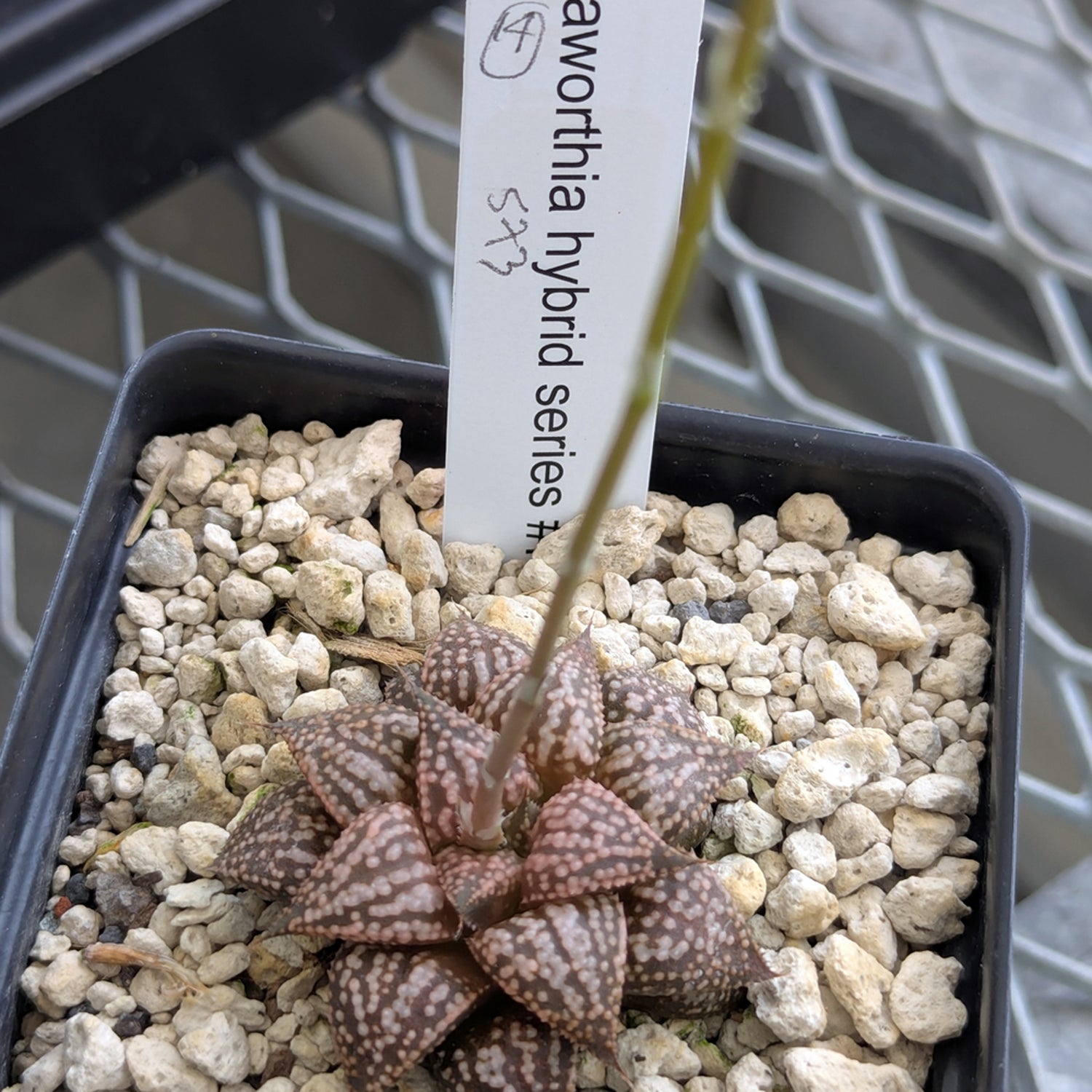 Haworthia PP573 hybrid series #14