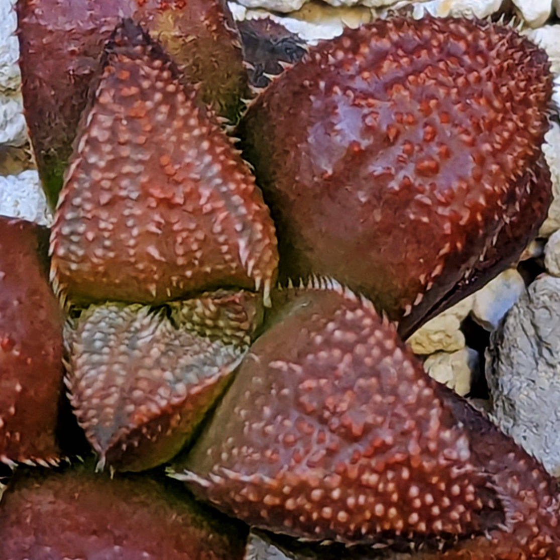 Haworthia hybrid series PP584 #13
