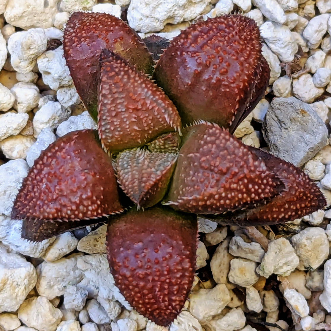 Haworthia hybrid series PP584 #13
