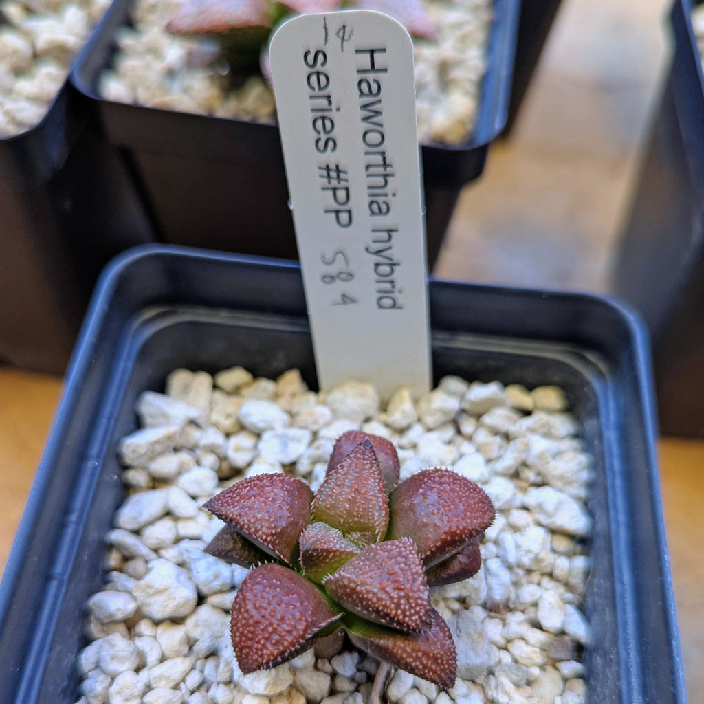 Haworthia hybrid series PP584 #13