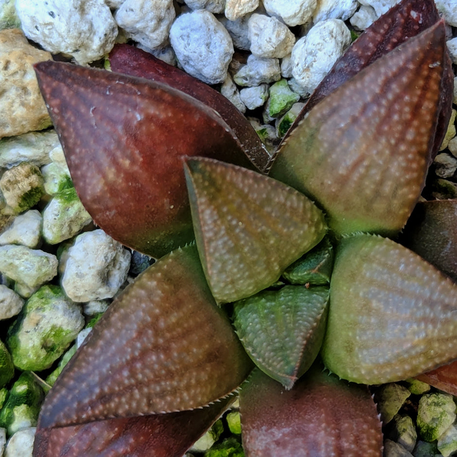 Haworthia PP662 hybrid series #14