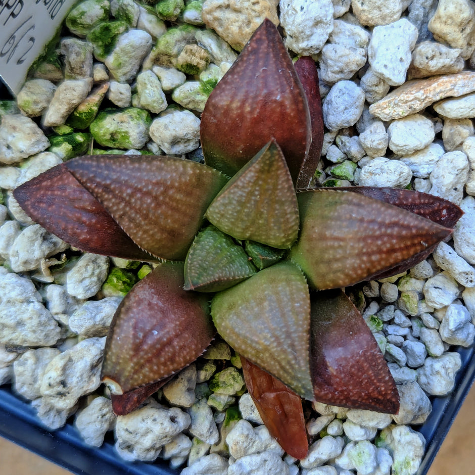 Haworthia PP662 hybrid series #14