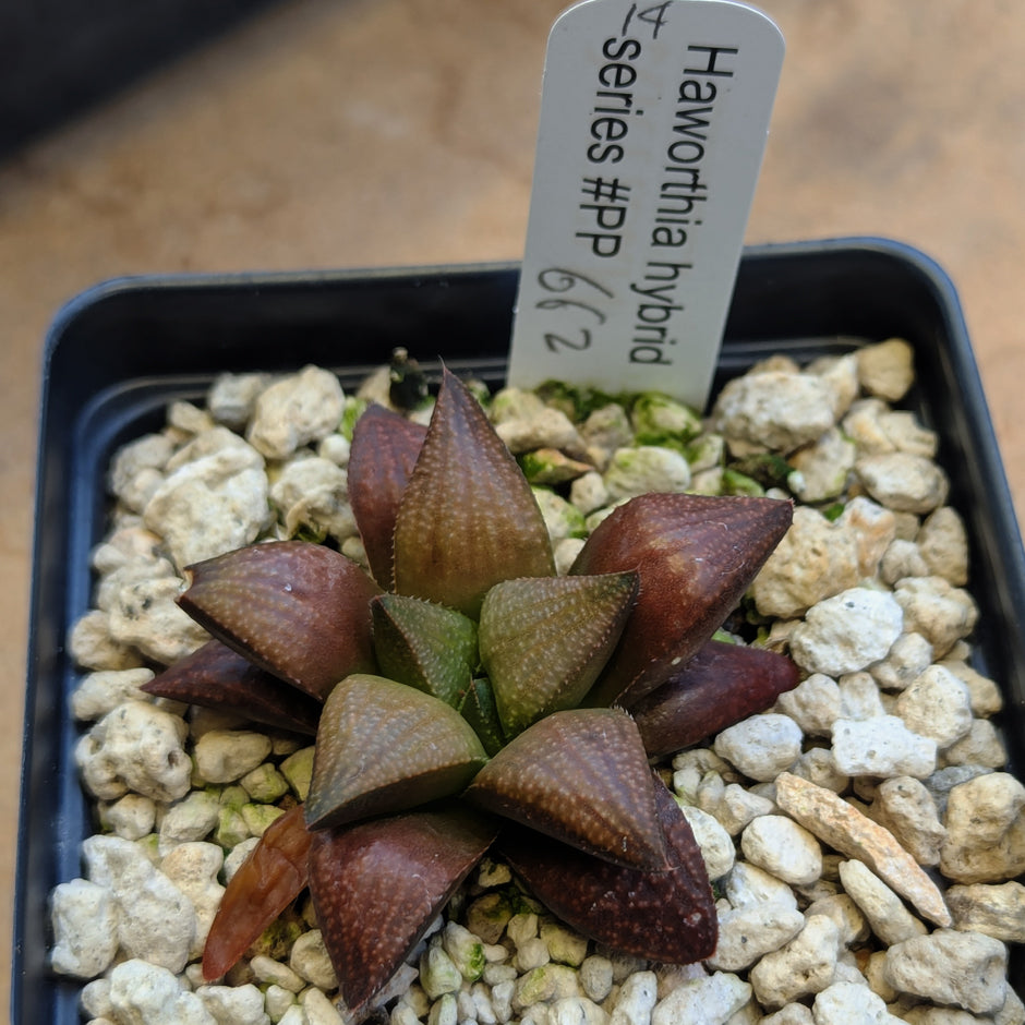 Haworthia PP662 hybrid series #14