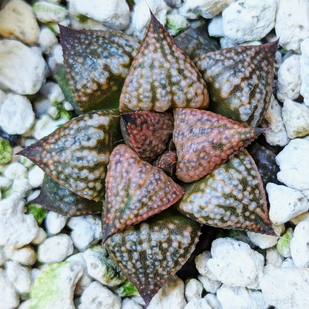 Haworthia hybrid series PP573 #15
