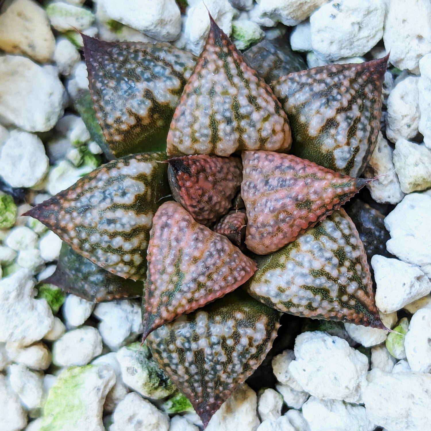 Haworthia hybrid series PP573 #15