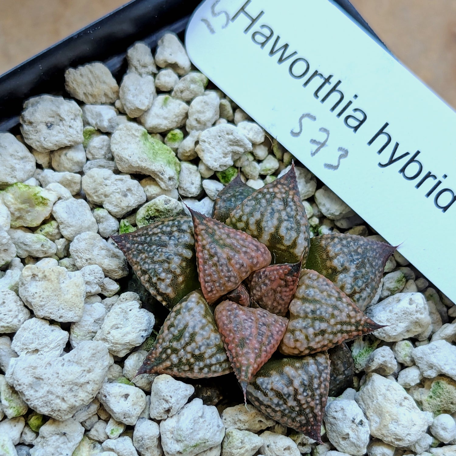Haworthia hybrid series PP573 #15