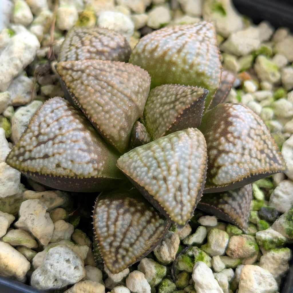 Haworthia PP619 hybrid series #15