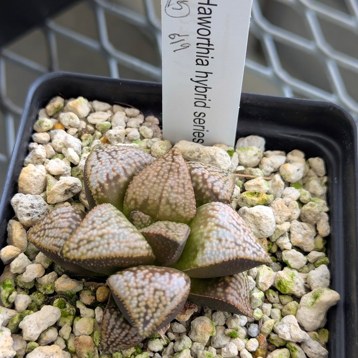 Haworthia PP619 hybrid series #15