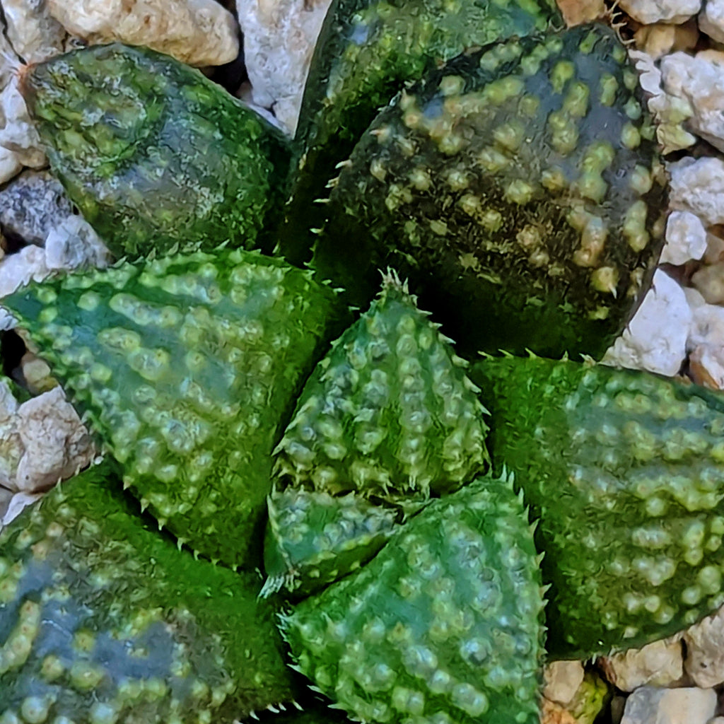 Haworthia PP636 hybrid series #15