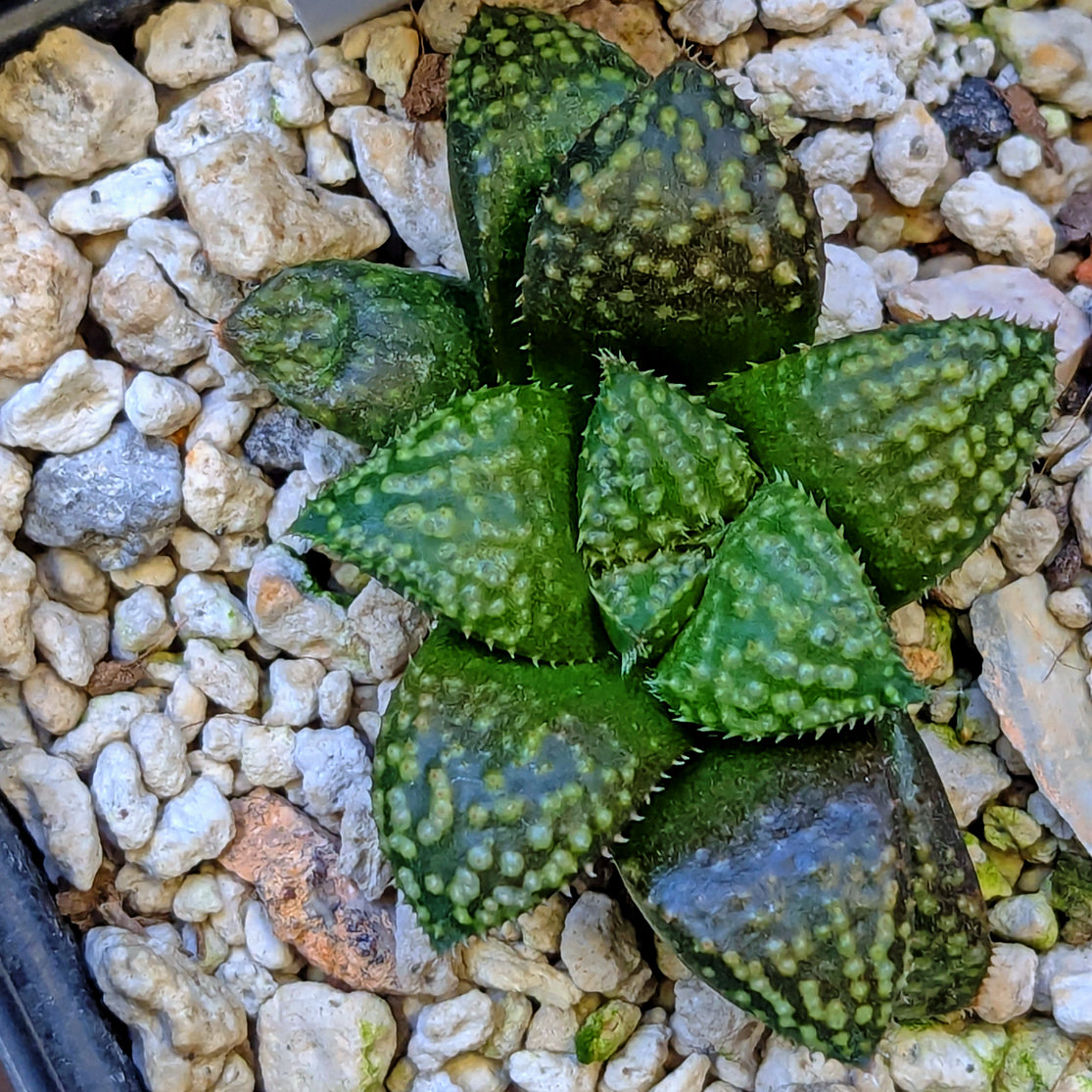 Haworthia PP636 hybrid series #15