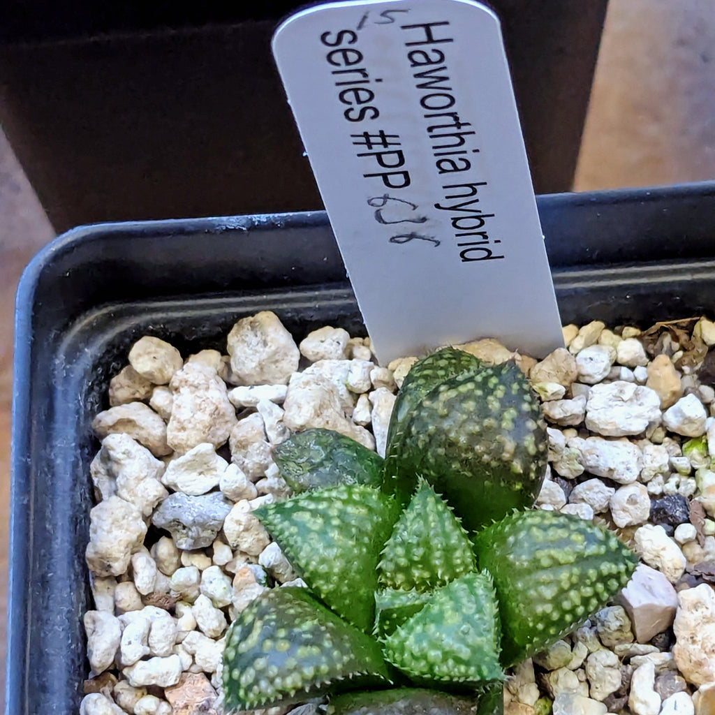 Haworthia PP636 hybrid series #15