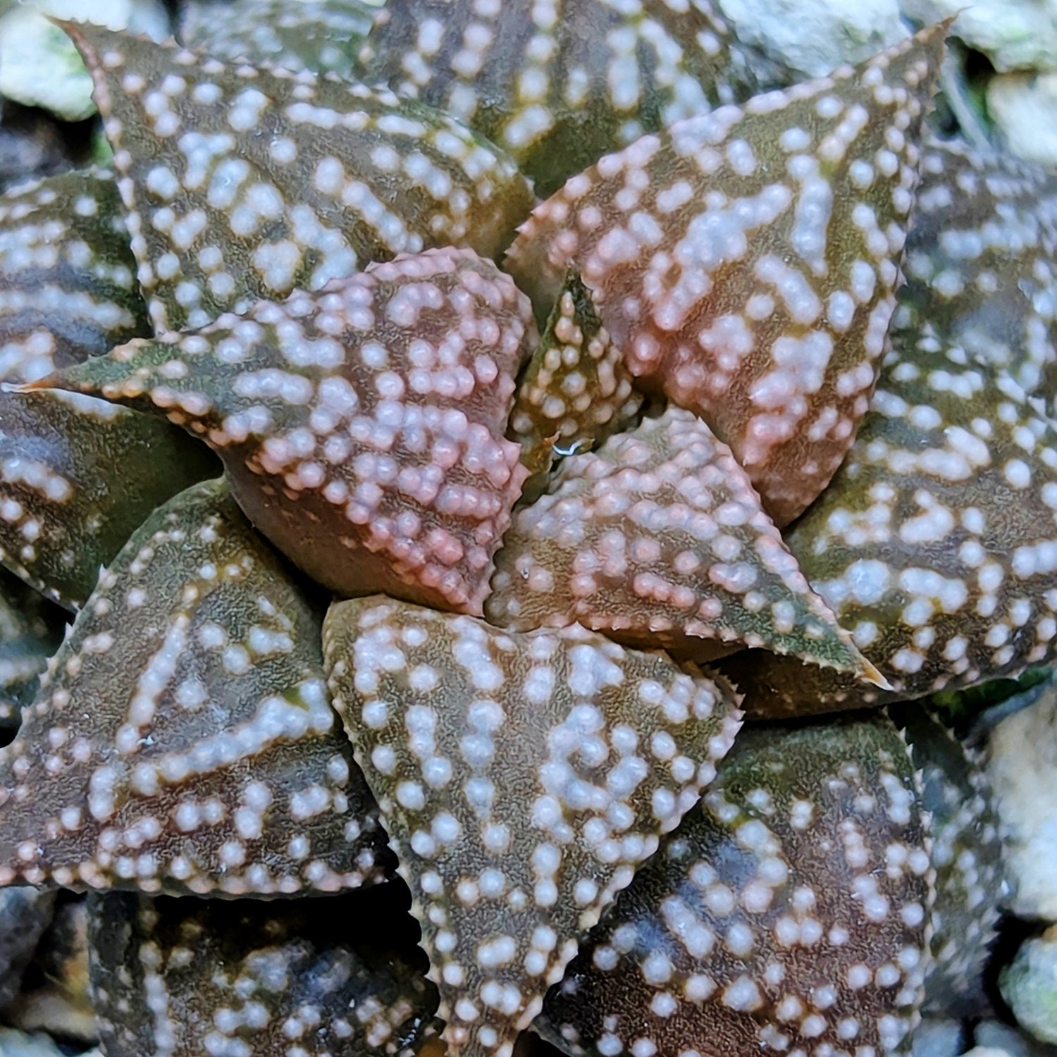 Haworthia hybrid series PP573 #16