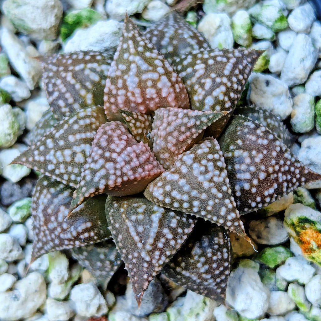 Haworthia hybrid series PP573 #16