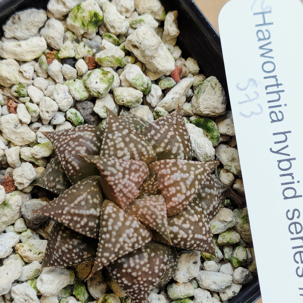 Haworthia hybrid series PP573 #16