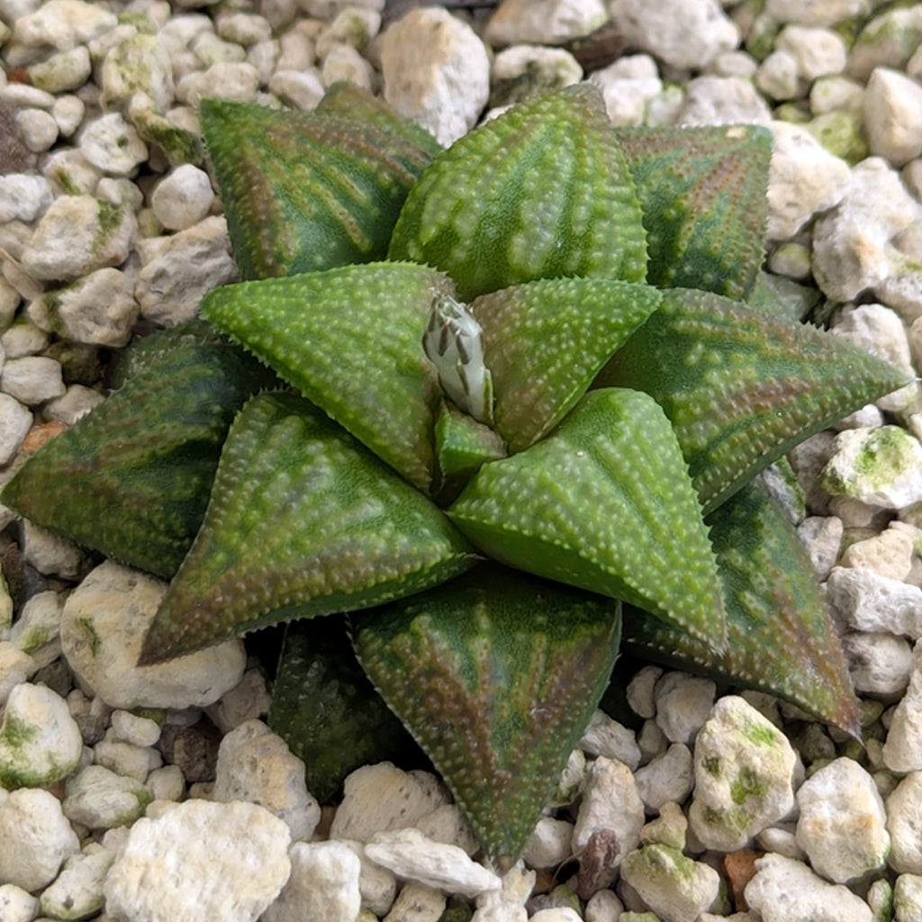 Haworthia PP572 hybrid series #16