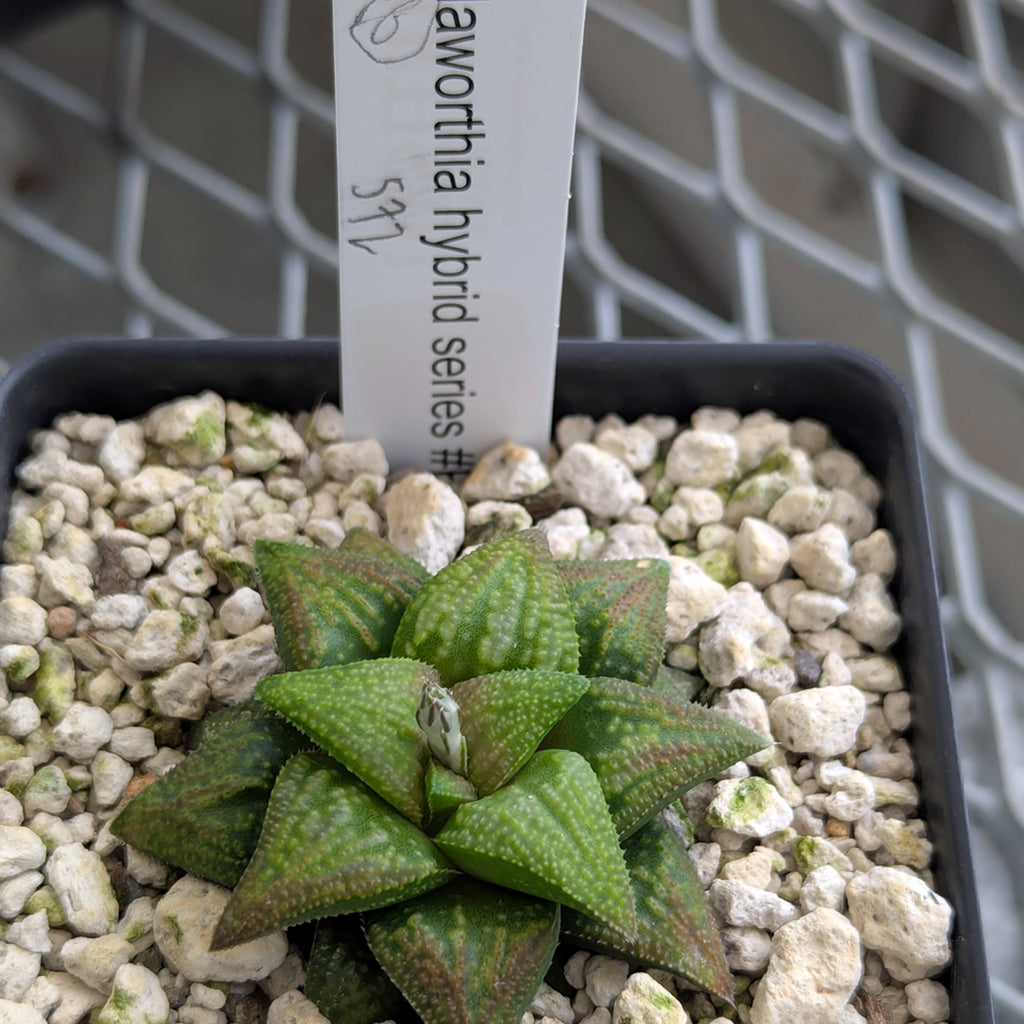 Haworthia PP572 hybrid series #16