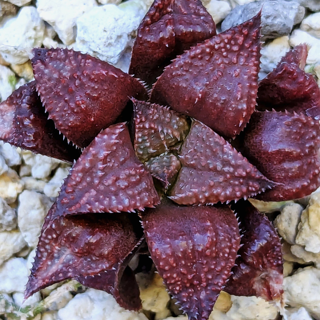 Haworthia hybrid series PP584 #16