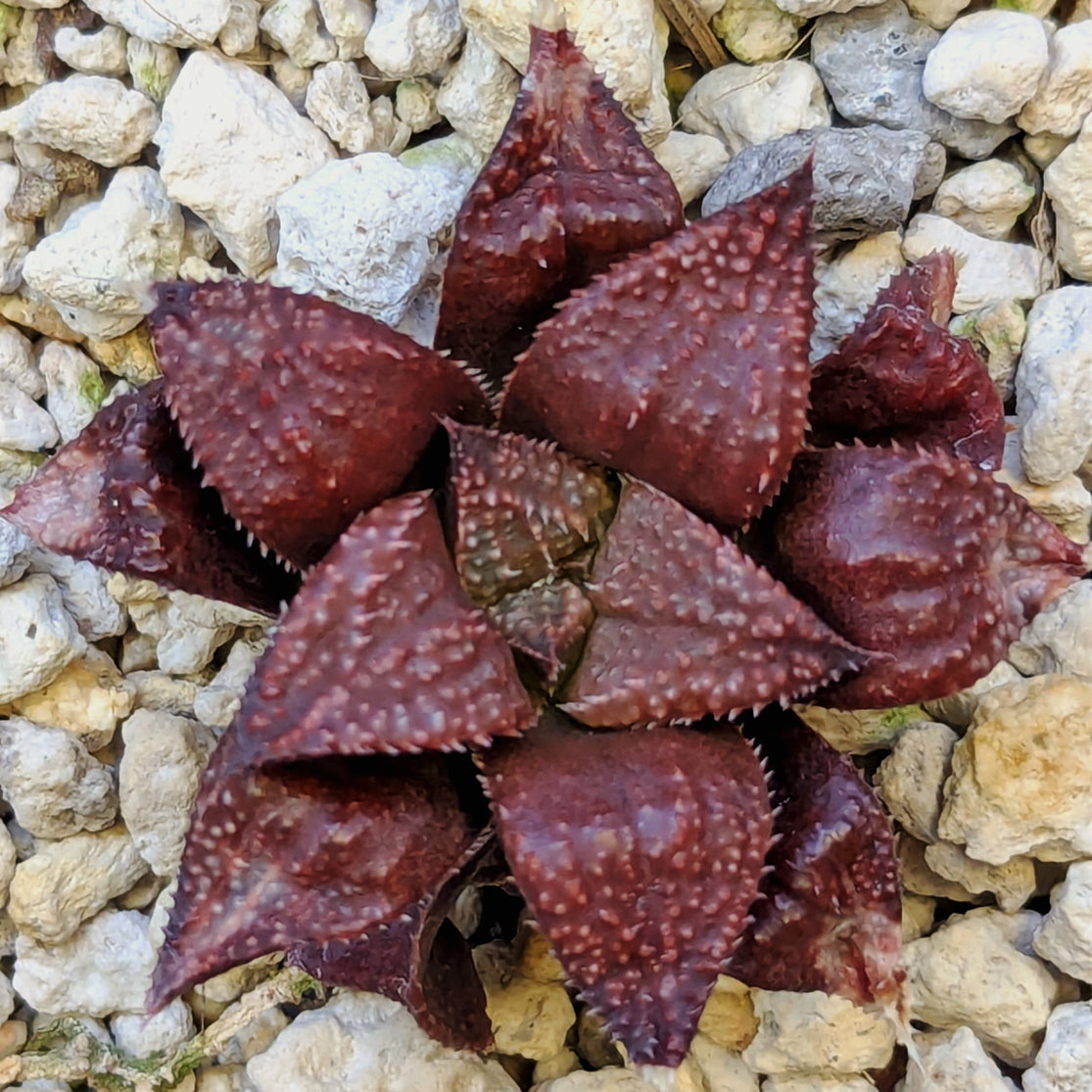 Haworthia hybrid series PP584 #16