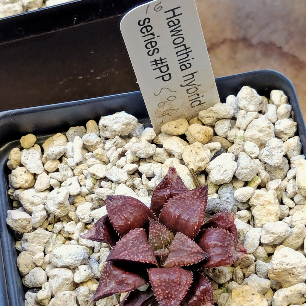Haworthia hybrid series PP584 #16