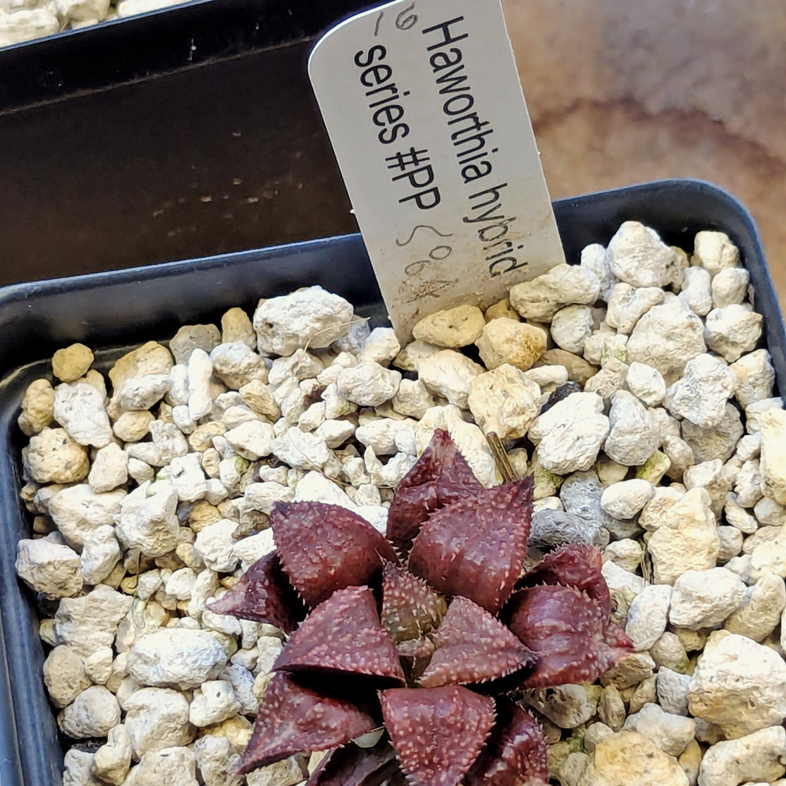 Haworthia hybrid series PP584 #16
