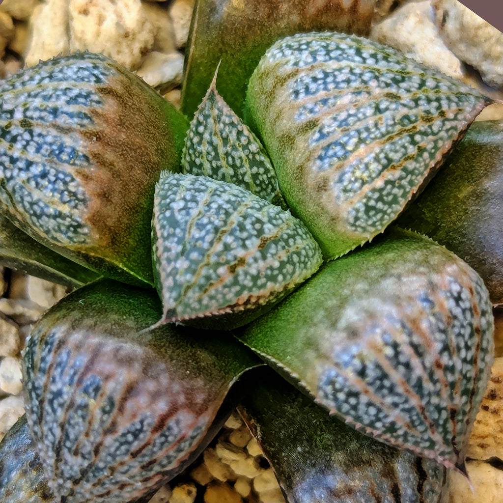 Haworthia PP661 hybrid series #16