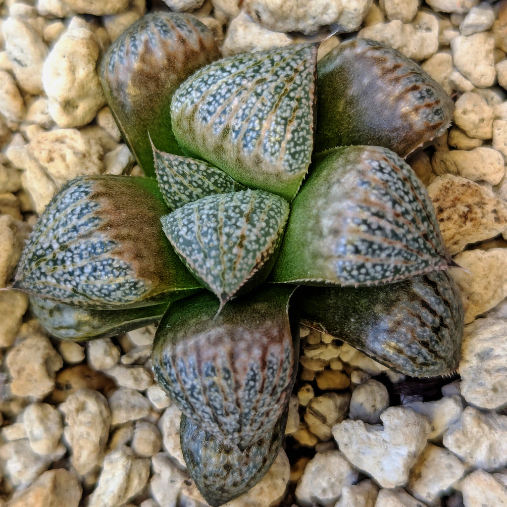 Haworthia PP661 hybrid series #16