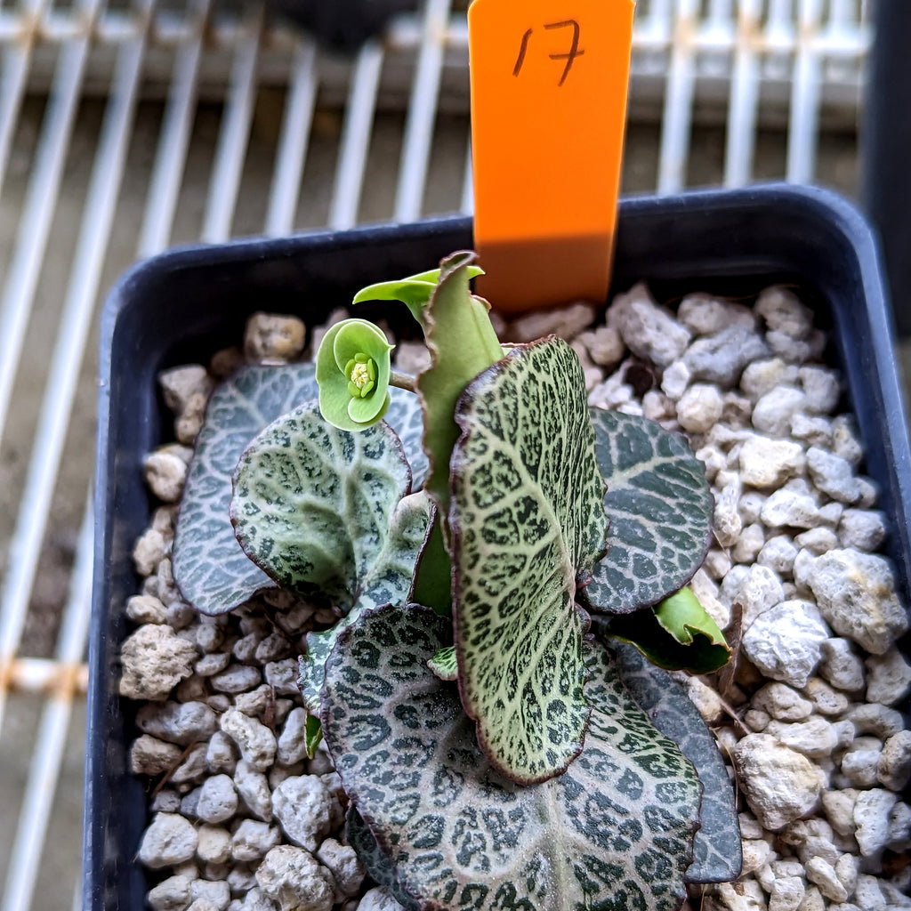 Euphorbia francoisii #17 SOLD OUT