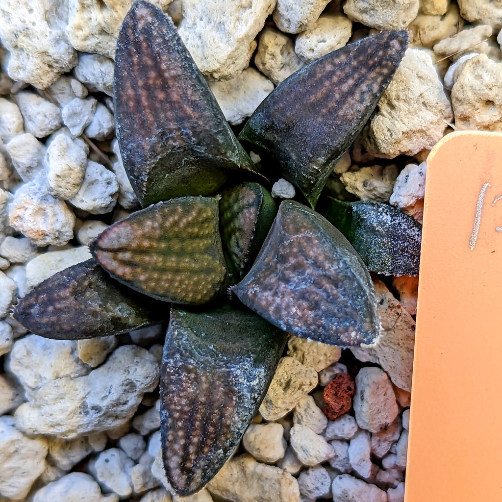 Haworthia groenewaldii hybrid series PP415 #17 SOLD OUT