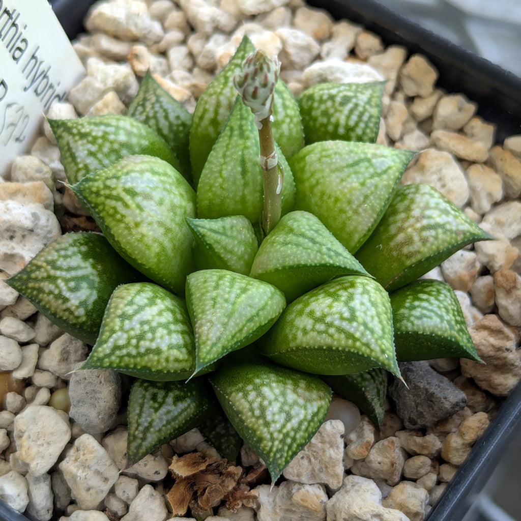 Haworthia PP572 hybrid series #17