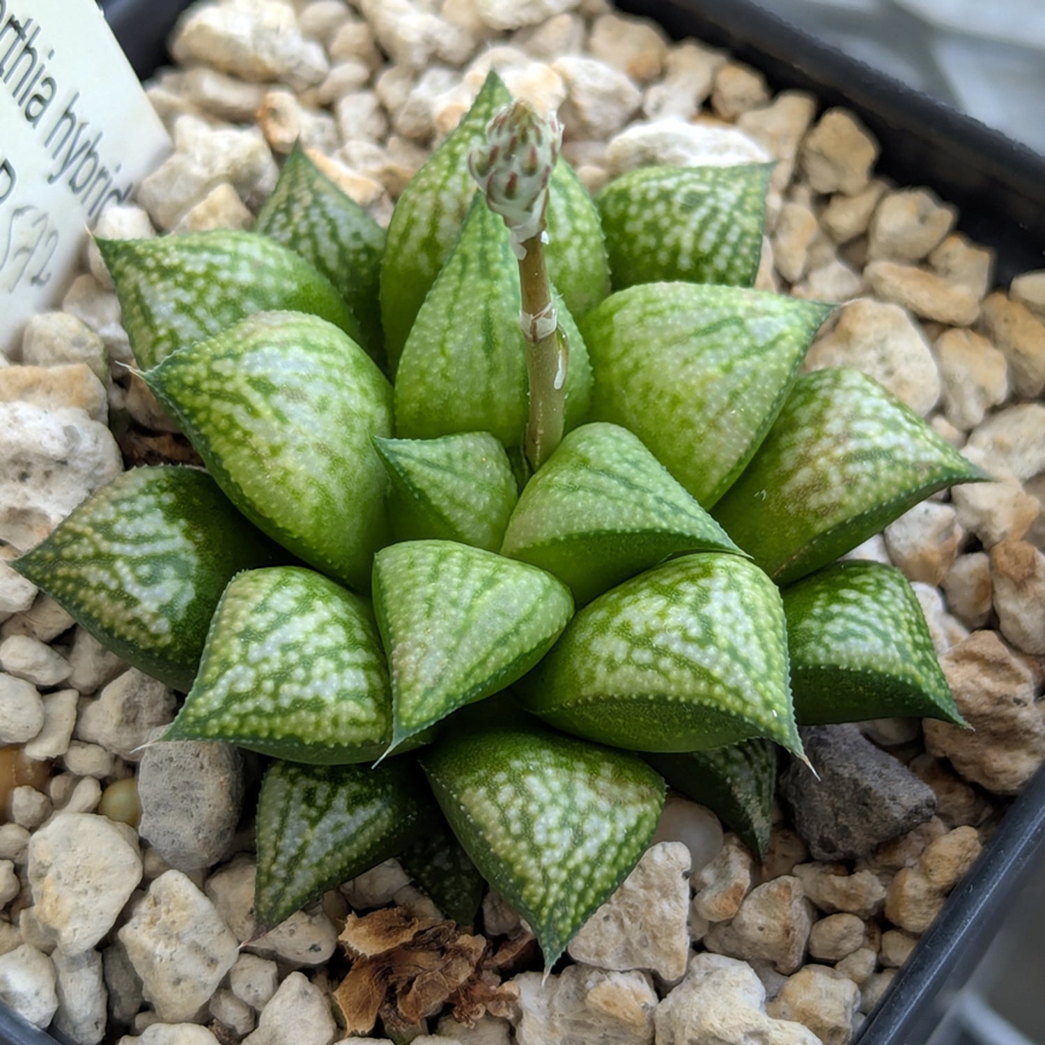 Haworthia PP572 hybrid series #17