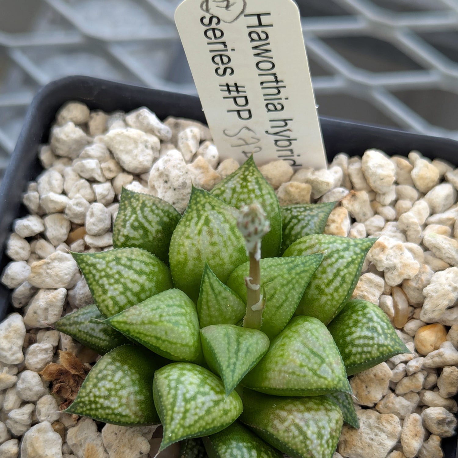 Haworthia PP572 hybrid series #17