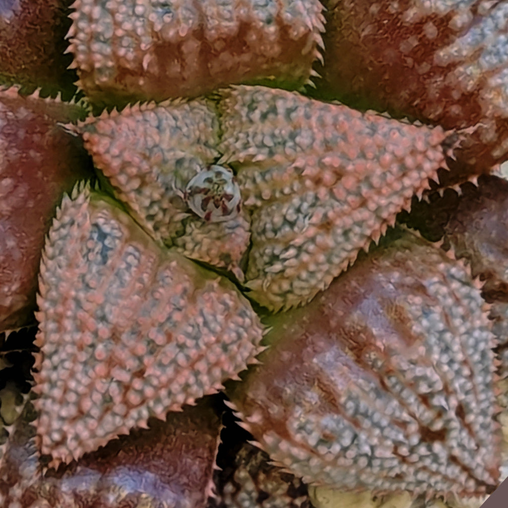 Haworthia hybrid series PP584 #17