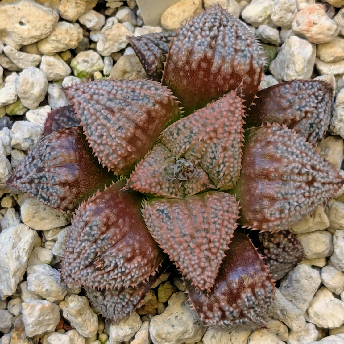 Haworthia hybrid series PP584 #17