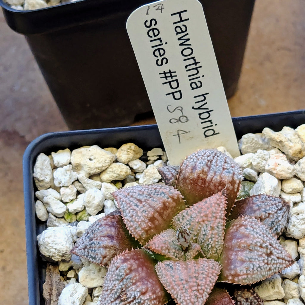 Haworthia hybrid series PP584 #17