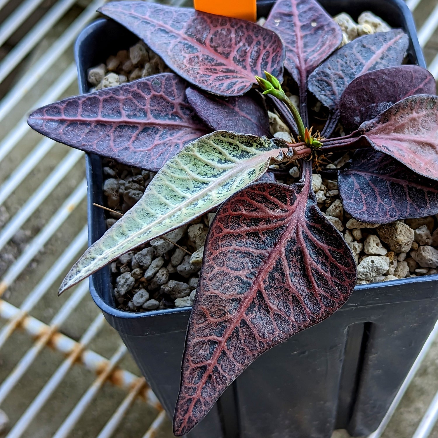 Euphorbia francoisii #18 SOLD OUT