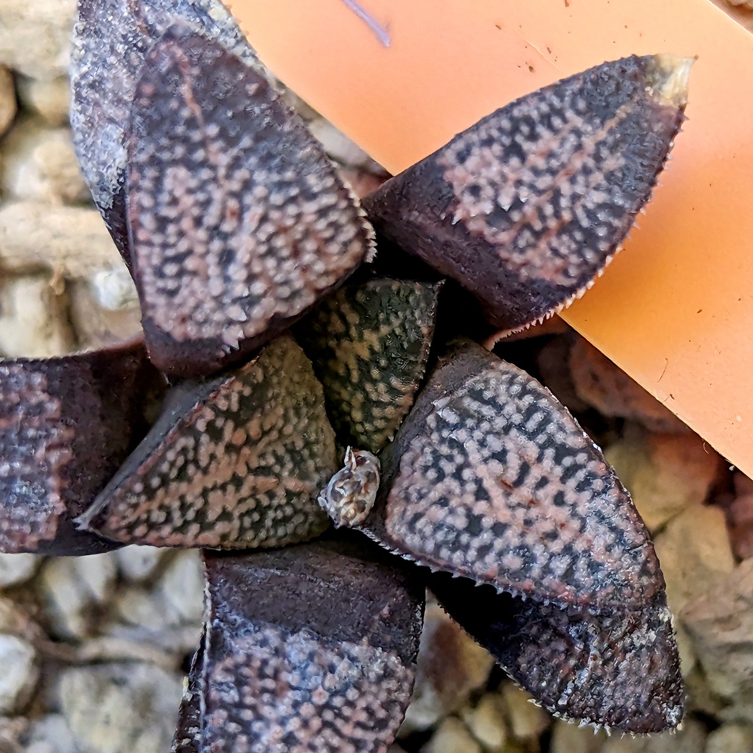 Haworthia groenewaldii hybrid series PP415 #18 SOLD OUT