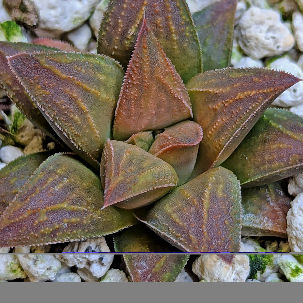 Haworthia hybrid series PP572 #18 (Copy)